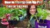 How To Transplant Up Pot Your Indoor Seedlings Tips For Success Grow Your Groceries With Calikim